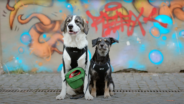 PanFilm Produktfilm Hunde DOGGIEWALKER